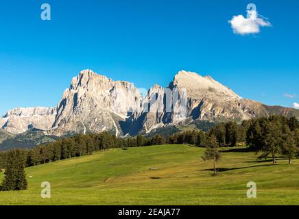 Seiser Alm, Alpe di Siusi, avec vue sur Langkofel et Plattkofel, Tyrol du Sud Banque D'Images