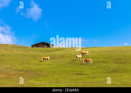 Chevaux Haflinger sur le Seiser Alm, Alpe di Siusi, Tyrol du Sud Banque D'Images