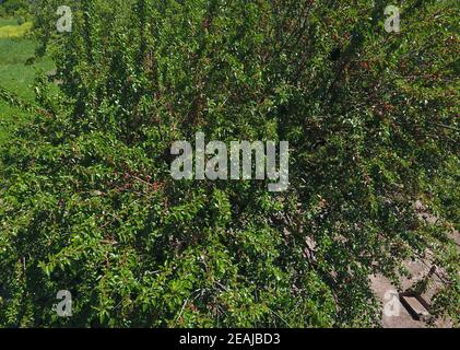 Branches de baies mûres avec Mulberry. Mulberry mûrs sur un arbre. Mûrissement des fruits du mûrier. Banque D'Images