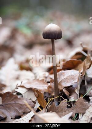 petit champignon dans les bois d'automne Banque D'Images