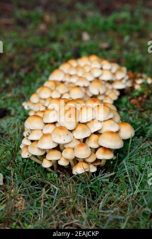 Funghi qui pousse dans l'herbe. Banque D'Images