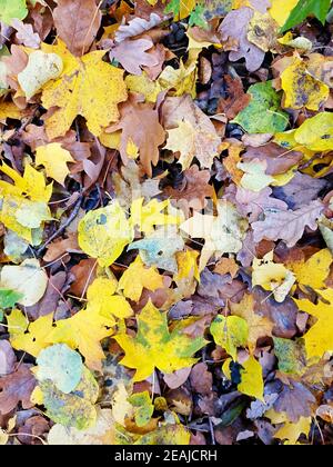 L'automne laisse un fond plein cadre. Banque D'Images