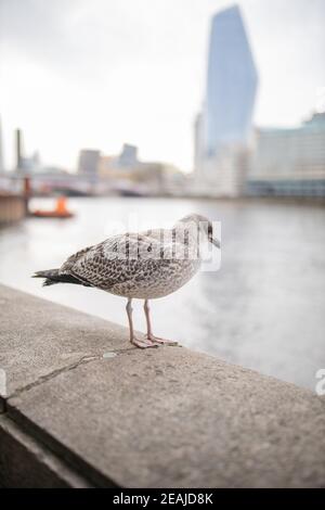 Vue en portrait d'un mouette debout sur une barrière en béton Avec une rivière derrière elle Banque D'Images