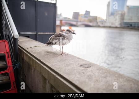 Vue sur le paysage d'un mouette debout sur une barrière en béton Avec une rivière derrière elle Banque D'Images