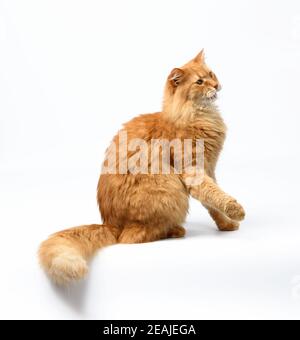 chat rouge moelleux pour adulte assis et soulevé ses pattes avant haut Banque D'Images