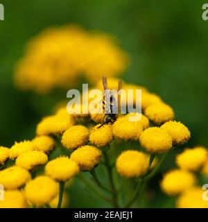 Tansy sur le sentier de randonnée Banque D'Images