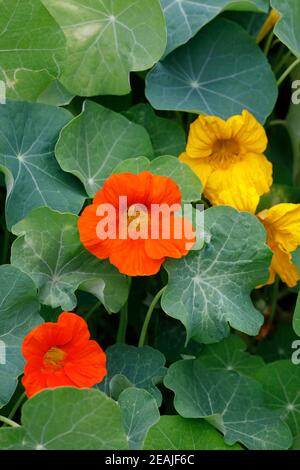 Tropaeolum majus. Naturtiums dans le jardin. Banque D'Images