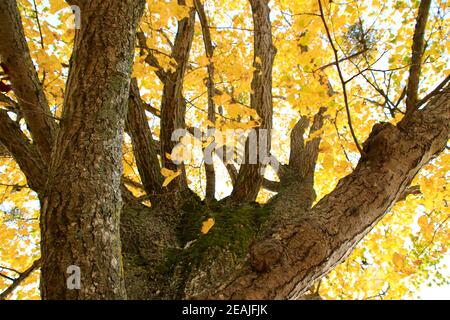 Vue sur la cime d'un tilleul en automne Banque D'Images