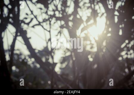 Lumière du soleil matinale à travers les feuilles d'arbre. Blur Forest Bush environnement boisé dans la silhouette de premier plan par rétro-éclairage lumineux sunbeam. Beauté dans la nature Résumé thème image d'arrière-plan. Copier l'espace. Banque D'Images