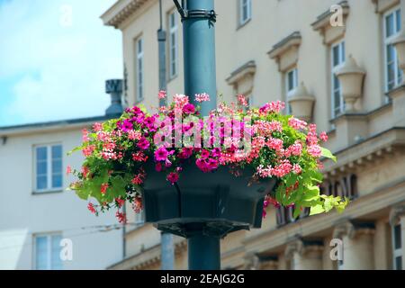 Fleurs dans un pot suspendu sur fond de bâtiments urbains à proximité haut Banque D'Images