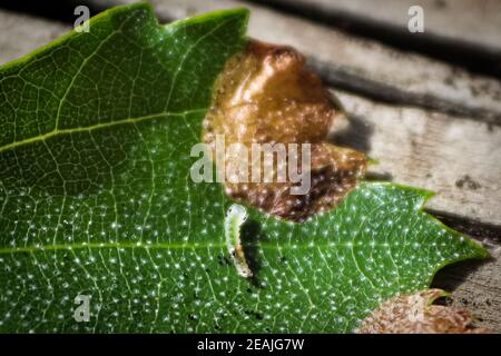 Vue macro d'un insecte de la feuille Banque D'Images