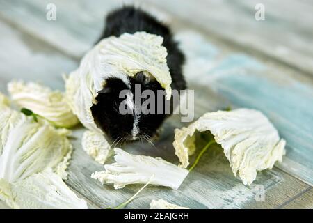 cobaye domestique ou cavy mangeant de la nourriture de feuilles de chou à la maison, animaux domestiques nourrissant cavy, drôle d'animal de compagnie, concept de soins. Banque D'Images