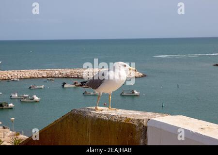 Accent sélectif sur un goéland argenté européen (Larus argentatus) sur un mur sur la côte de l'Algarve, au Portugal. C'est le plus connu de tous les goélands le long des côtes de l'Europe occidentale. Banque D'Images