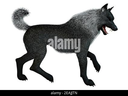 Le Rendu 3D Loup Noir sur Blanc Banque D'Images