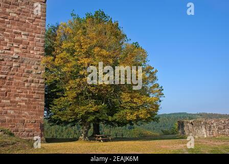 Arbre d'automne sur le Lutzelbourg au Canal de la Marne-au-Rhin Banque D'Images