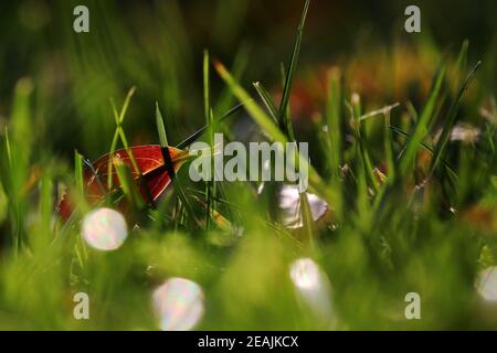 Une feuille d'automne rouge dans un pré avec des lames de chutes d'herbe et de rosée Banque D'Images