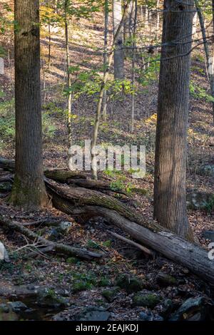 Arbre tombé entre deux grands troncs d'arbres droits dans les bois Banque D'Images