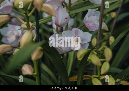 Orchid dans un jardin botanique. Macro photo d'orchidée blanche, Banque D'Images