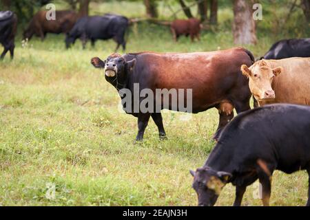 Vaches sur un pré dans Herrenkrug près de Magdeburg utilisé pour conservation du paysage Banque D'Images