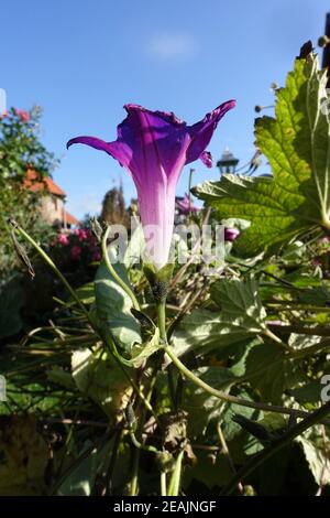 Gloire du matin commune, gloire du matin élevée ou gloire du matin pourpre (Ipomoea purpurea) dans le jardin Banque D'Images