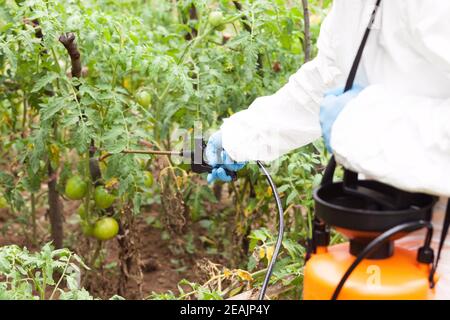 Pulvérisation d'herbicides. Légumes non biologiques. Banque D'Images