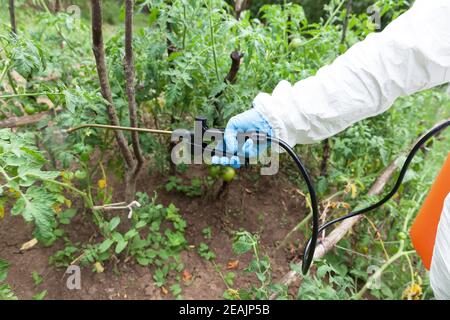 Pulvérisation d'herbicides. Légumes non biologiques. Banque D'Images