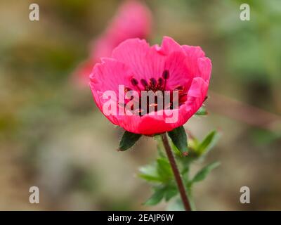 Rose Potentilla nepalensis Miss Willmott fleur qui s'ouvre juste Banque D'Images