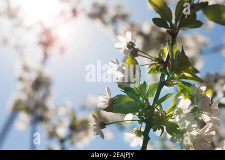 Les rayons du soleil brillent à travers les branches florissantes de la cerise. Fond naturel à fleurs printanières. Banque D'Images