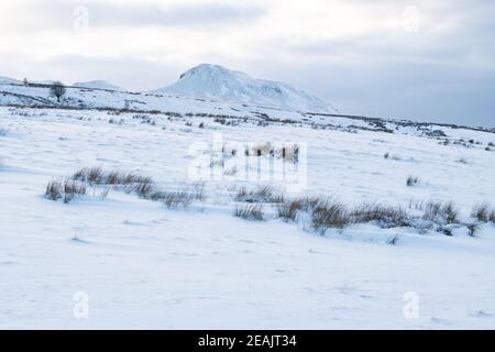 Killéarn, Stirling, Écosse, Royaume-Uni. 10 février 2021. Météo au Royaume-Uni - neige de nuit à Killéarn, Stirling, Écosse. Photo - le pic de Dumgoyne dans les Fells de CAMPSIE et les contreforts balayés par le vent Credit: Kay Roxby/Alay Live News Banque D'Images
