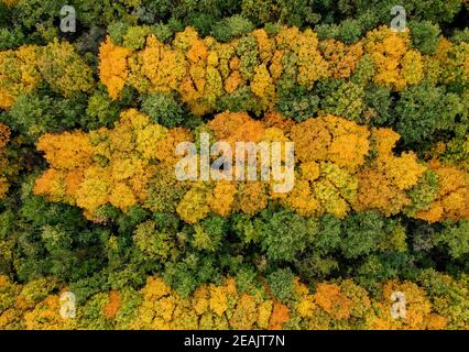 Vue aérienne de la magnifique forêt d'automne orange et rouge Banque D'Images