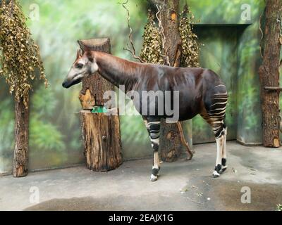 Girafe d'Okapi, Okapia johnstoni, dans la partie intérieure d'un zoo. Banque D'Images