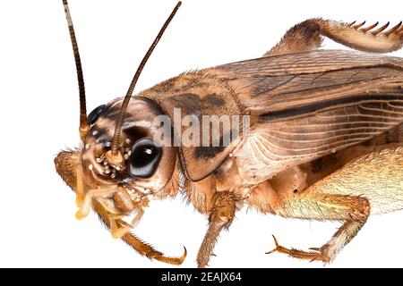 House Cricket gros plan Banque D'Images
