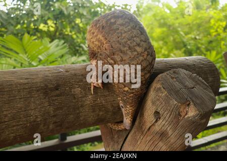 Java Pangolin grimpe une bûche en bois. Manis javanica sur la construction en bois. Il a été introduit en contrebande en Asie. Parce qu'il est populairement consommé et ses balances sont Banque D'Images