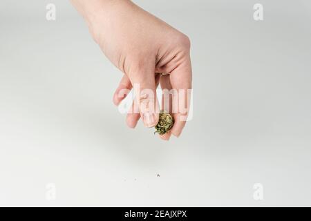 Gros plan des femelles tenant main le bourgeon de marijuana sur fond blanc. Banque D'Images