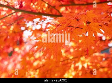 Feuilles de rouge japonais sur tout l'écran Banque D'Images