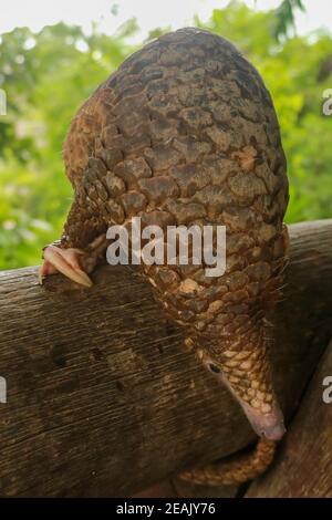 Java Pangolin grimpe une bûche en bois. Manis javanica sur la construction en bois. Il a été introduit en contrebande en Asie. Parce qu'il est populairement consommé et ses balances sont Banque D'Images