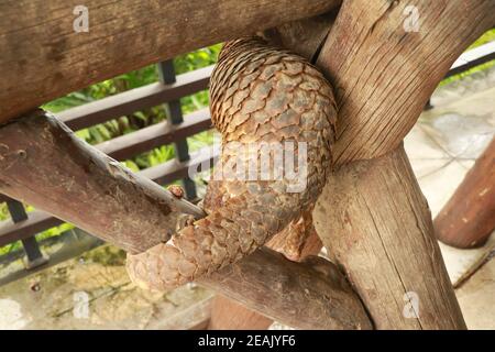 Java Pangolin grimpe une bûche en bois. Manis javanica sur la construction en bois. Il a été introduit en contrebande en Asie. Parce qu'il est populairement consommé et ses balances sont Banque D'Images