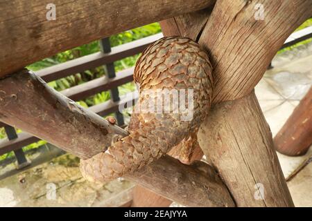 Java Pangolin grimpe une bûche en bois. Manis javanica sur la construction en bois. Il a été introduit en contrebande en Asie. Parce qu'il est populairement consommé et ses balances sont Banque D'Images
