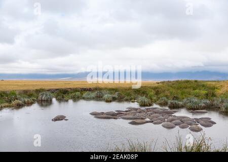 Hippopotame sur l'eau, cratère de Ngorongoro, Tanzanie Banque D'Images