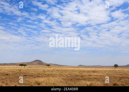 Parc national du Serengeti, Tanzanie, Afrique Banque D'Images