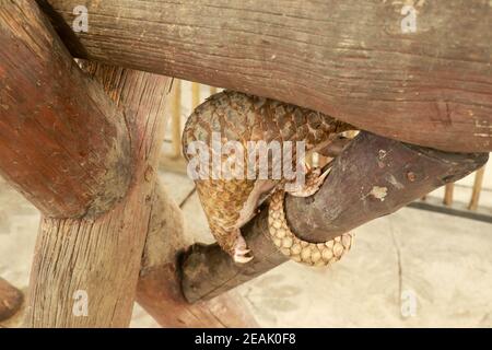Java Pangolin grimpe une bûche en bois. Manis javanica sur la construction en bois. Il a été introduit en contrebande en Asie. Parce qu'il est populairement consommé et ses balances sont Banque D'Images