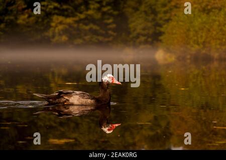 Un canard musqué adulte (Cairina moschata) nageant à travers une faible brume sur la rivière Murg dans la Forêt Noire, en Allemagne. Septembre. Banque D'Images