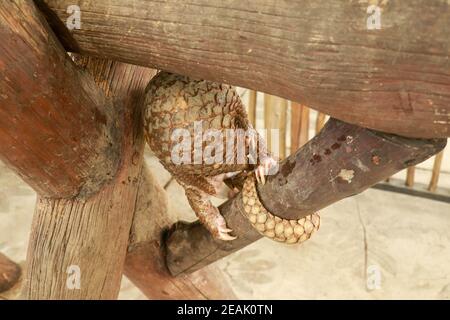Java Pangolin grimpe une bûche en bois. Manis javanica sur la construction en bois. Il a été introduit en contrebande en Asie. Parce qu'il est populairement consommé et ses balances sont Banque D'Images