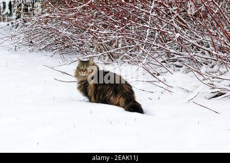Un jeune chat forestier norvégien en hiver dans la neige Banque D'Images