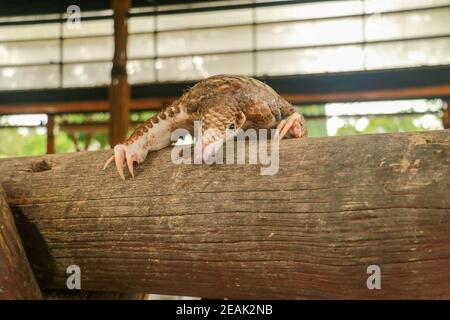 Java Pangolin grimpe une bûche en bois. Manis javanica sur la construction en bois. Il a été introduit en contrebande en Asie. Parce qu'il est populairement consommé et ses balances sont Banque D'Images