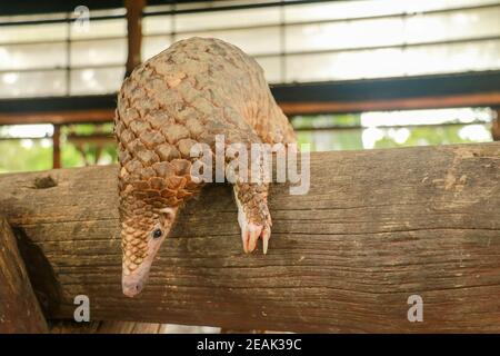 Java Pangolin grimpe une bûche en bois. Manis javanica sur la construction en bois. Il a été introduit en contrebande en Asie. Parce qu'il est populairement consommé et ses balances sont Banque D'Images