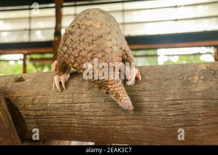 Java Pangolin grimpe une bûche en bois. Manis javanica sur la construction en bois. Il a été introduit en contrebande en Asie. Parce qu'il est populairement consommé et ses balances sont Banque D'Images