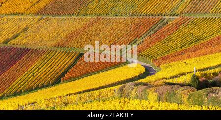 Vignobles vin automne saison d'automne coloré feuilles nature vue panoramique Banque D'Images