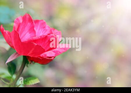 Rose rouge dans le jardin avec des lumières solaires sur fond vert flou. Copier l'espace Banque D'Images