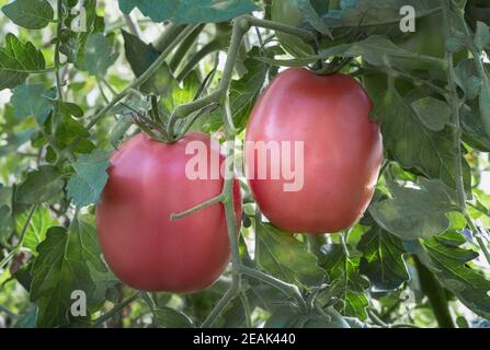 Les tomates mûrissent sur les branches d'un buisson. Banque D'Images